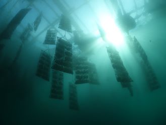 伊勢志摩はなぜ真珠養殖発祥の地になったのか～自然と文化からひも解く